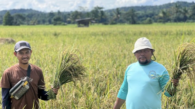 Petani binaan PT Vale raih hasil melimpah berkat metode pertanian SRI Organik (Foto: Istimewa)