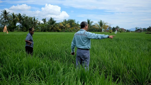 Program Pertanian, Perkebunan, Peternakan Sehat Ramah Lingkungan Berkelanjutan PT Vale yang membina masyarakat area pemberdayaan (Foto: Istimewa)