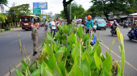 Didampingi Kasi Pengelolaan Keberhasilan, Camat Tamalanrea Pantau Pembenahan Median Tengah Jalan