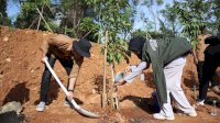 Danny Pomanto dan Bima Arya Bersama Delegasi YCC Apeksi Tanam Pohon di Tokka Tena Rata