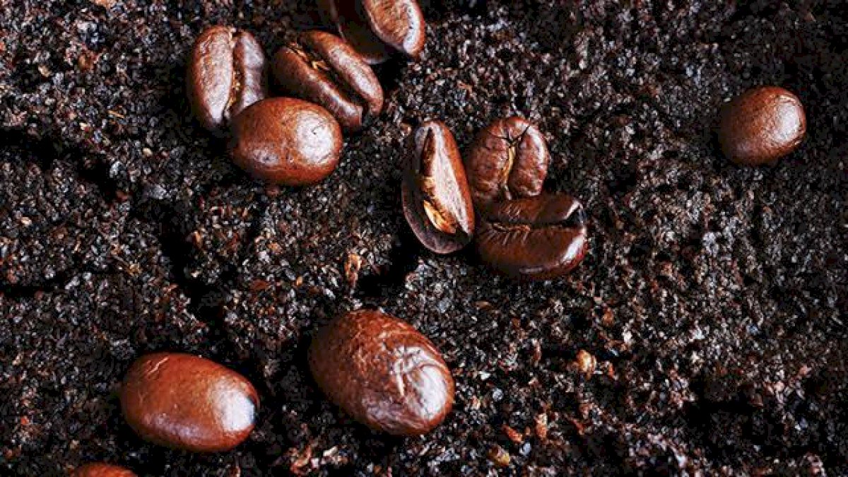 Jangan Dibuang, Ampas Kopi Bisa Bermanfaat Menyehatkan Kulit