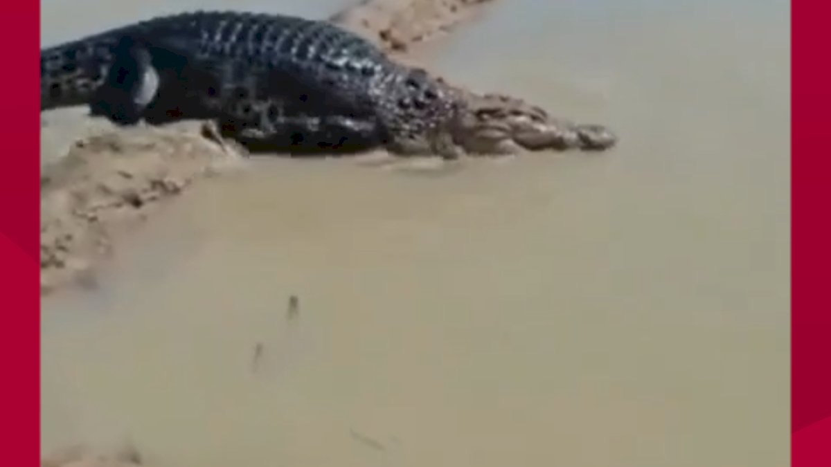 VIDEO: Warga di Pinrang Dihebohkan dengan Kemunculan Buaya Besar di Lahan Pertanian