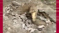 VIDEO: Detik-detik Penemuan Dua Ekor Buaya dalam Tanah