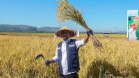 Gubernur Andi Sudirman Panen dan Tanam Mandiri Benih Padi Bersama Petani Maros