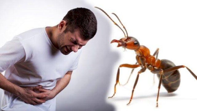Konsumsi semut bisa menyebabkan diare (Foto: Internet)