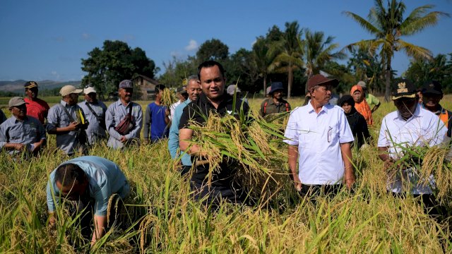 Panen padi organik petani binaan PT Vale di Kabupatem Kolaka (Foto: Istimewa)