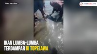 VIDEO: Ikan Lumba-Lumba Terdampar di Topejawa, Warga Berusaha Evakuasi ke Laut
