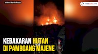 VIDEO: Kebakaran Hutan di Pamboang Majene, Api Masih Berkobar
