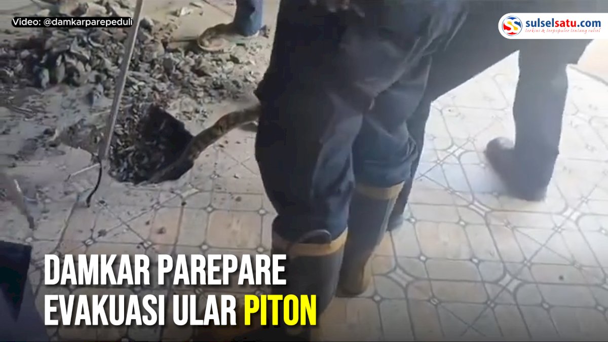VIDEO: Damkar Parepare Evakuasi Ular Piton dari Saluran Pembuangan Rumah Warga