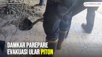 VIDEO: Damkar Parepare Evakuasi Ular Piton dari Saluran Pembuangan Rumah Warga