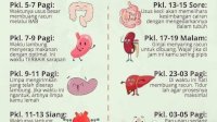 Yuk Hidup Sehat! Pahami Jam Kerja Setiap Organ Pada Tubuh