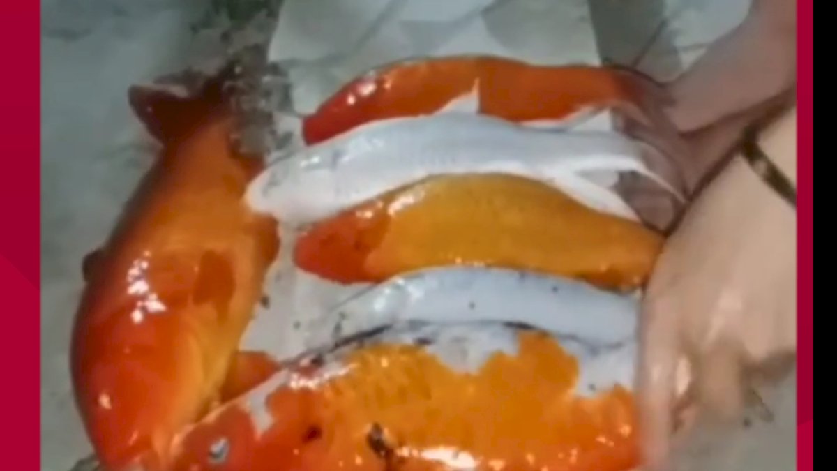 VIDEO: Kisah Haru, Puluhan Ikan Koi Warga Pangkep Mati saat Listrik Padam Berjam-jam