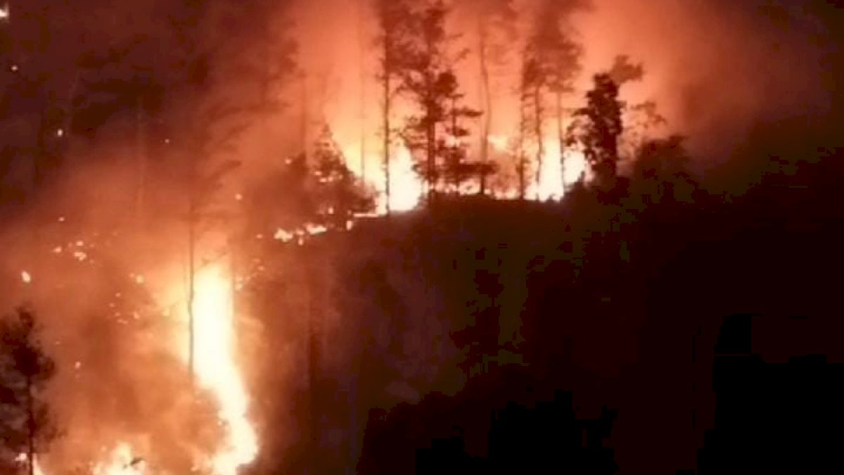 Puluhan Hektar Hutan Pinus di Jeneponto Ludes Terbakar