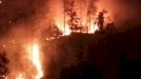Puluhan Hektar Hutan Pinus di Jeneponto Ludes Terbakar