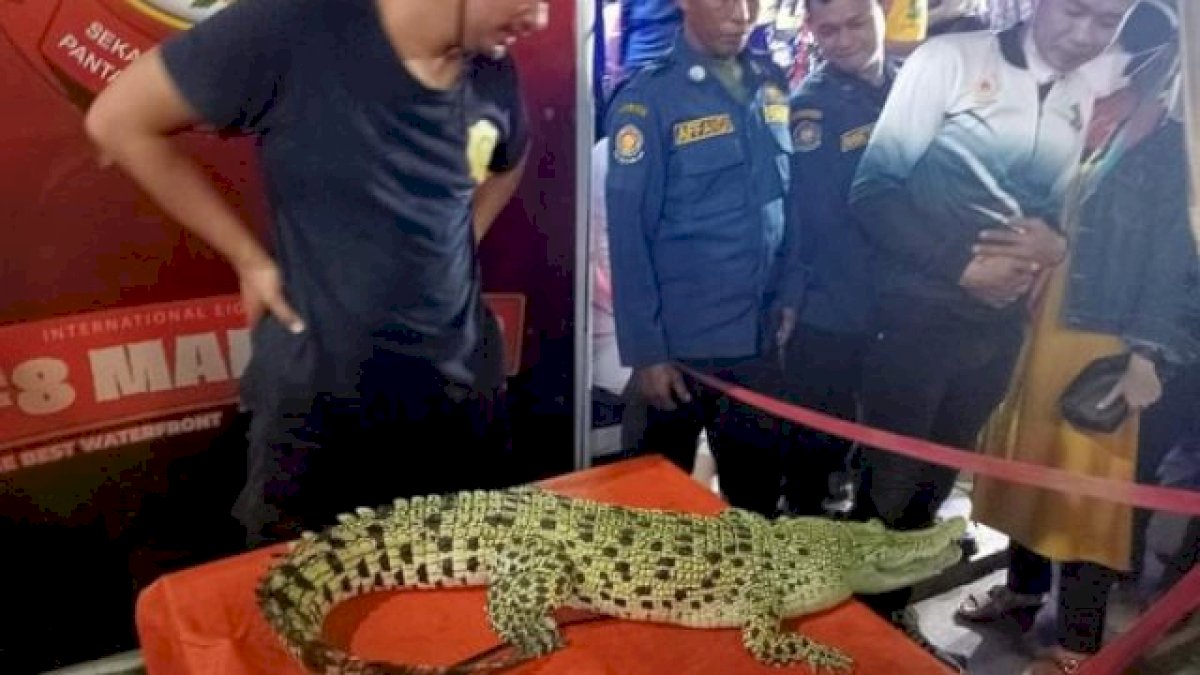 Damkar Makassar Pamerkan Hewan Liar di F8, Dari Ular hingga Buaya