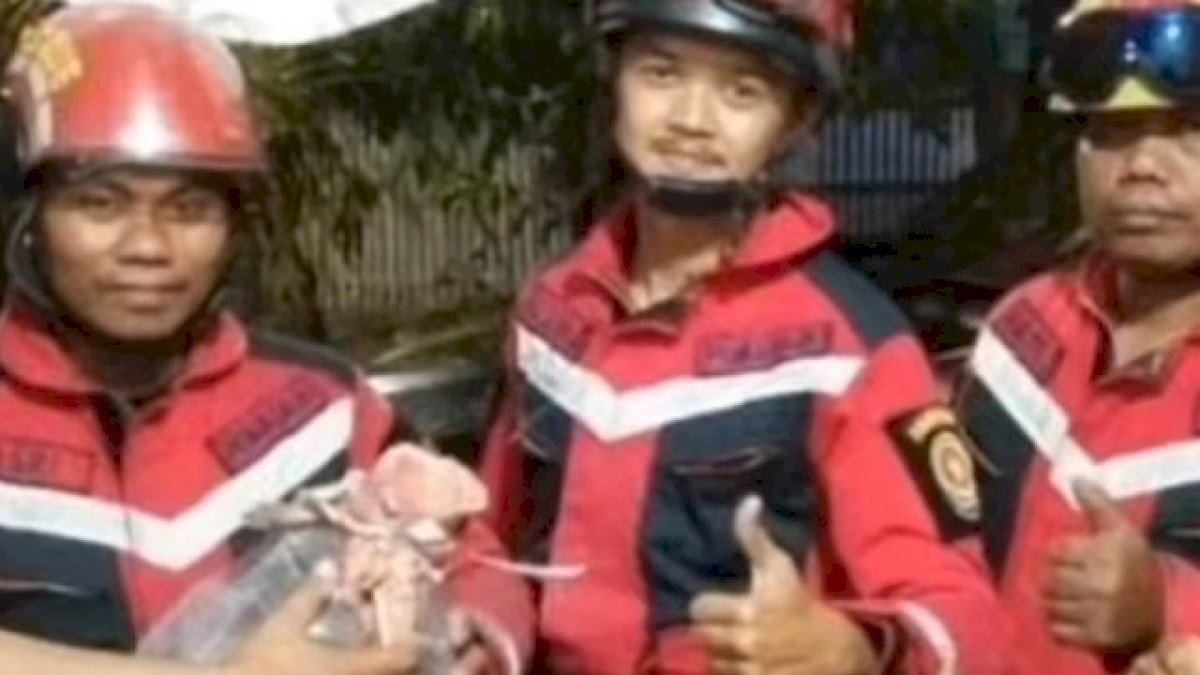 Tim Animal Damkar Makassar Evakuasi King Kobra, Diserahkan ke BKSDA
