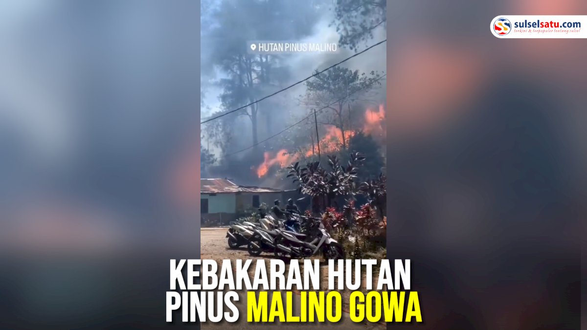 VIDEO: Kebakaran Hutan Pinus Malino Gowa