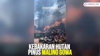 VIDEO: Kebakaran Hutan Pinus Malino Gowa