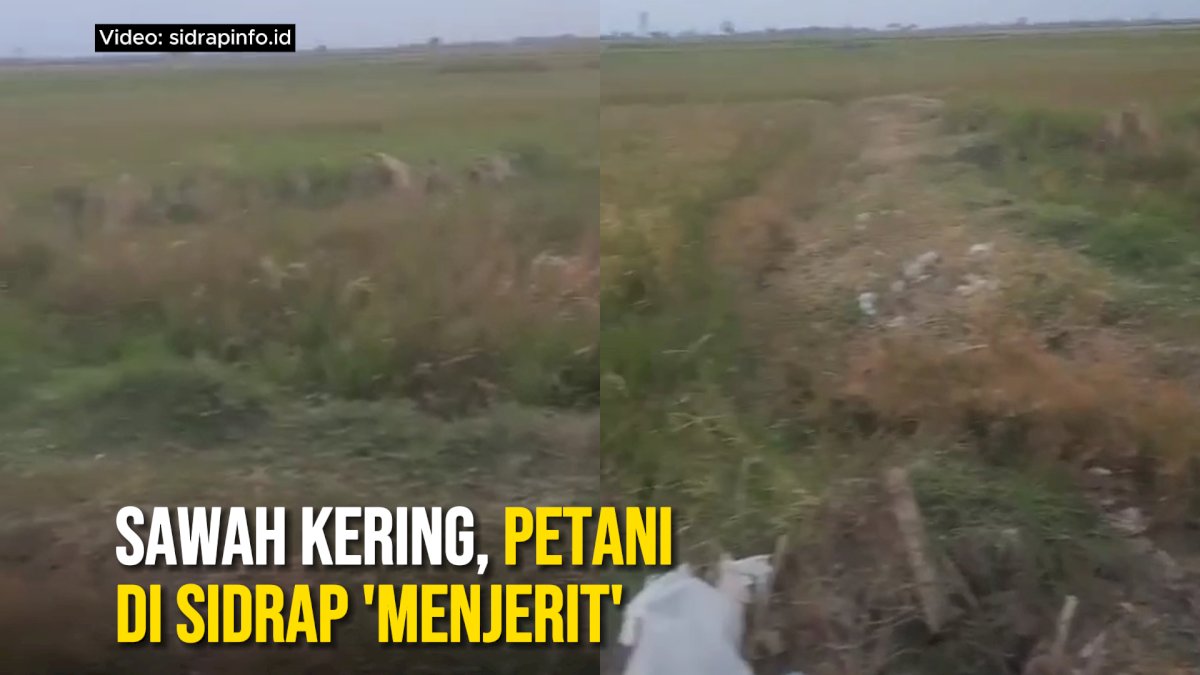 VIDEO: Sawah Kering, Petani di Sidrap ‘Menjerit’