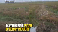 VIDEO: Sawah Kering, Petani di Sidrap ‘Menjerit’