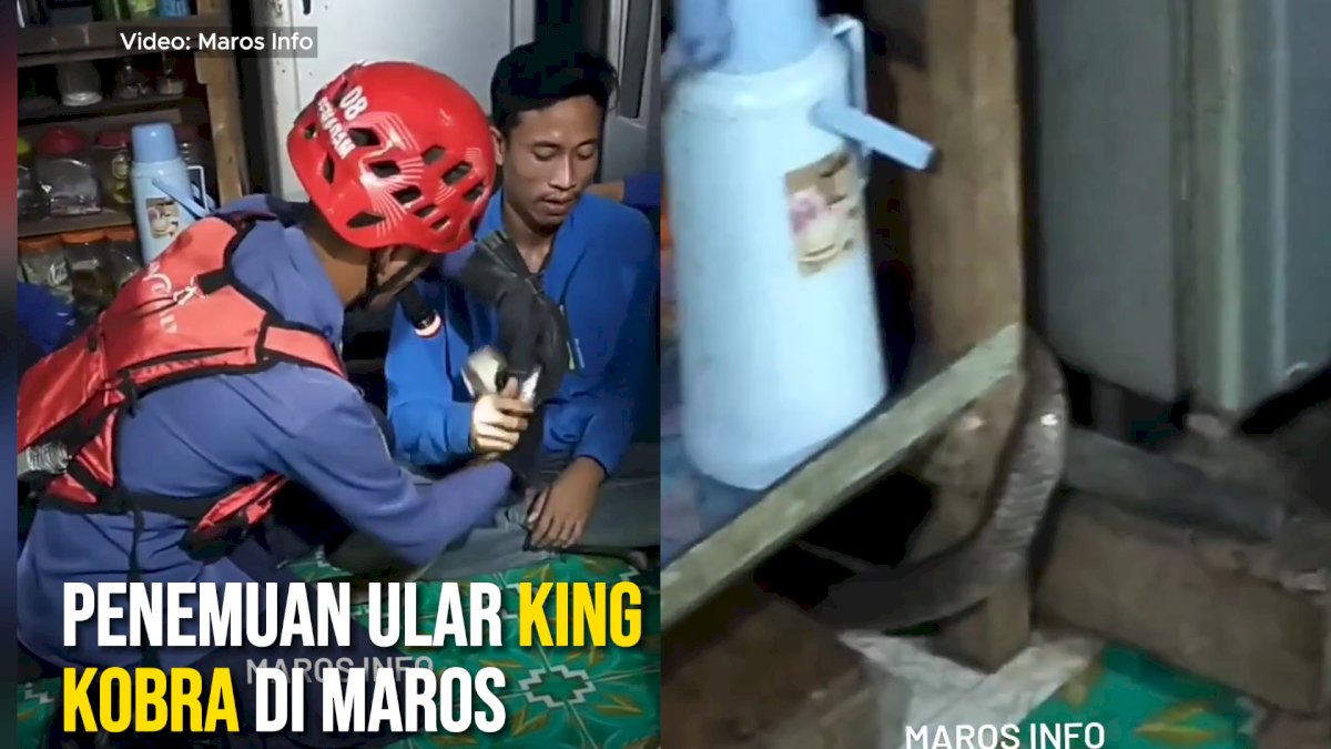 VIDEO: Heboh, Penemuan Ular King Kobra di Dapur Warga Maros