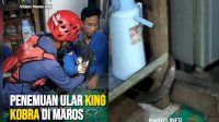 VIDEO: Heboh, Penemuan Ular King Kobra di Dapur Warga Maros