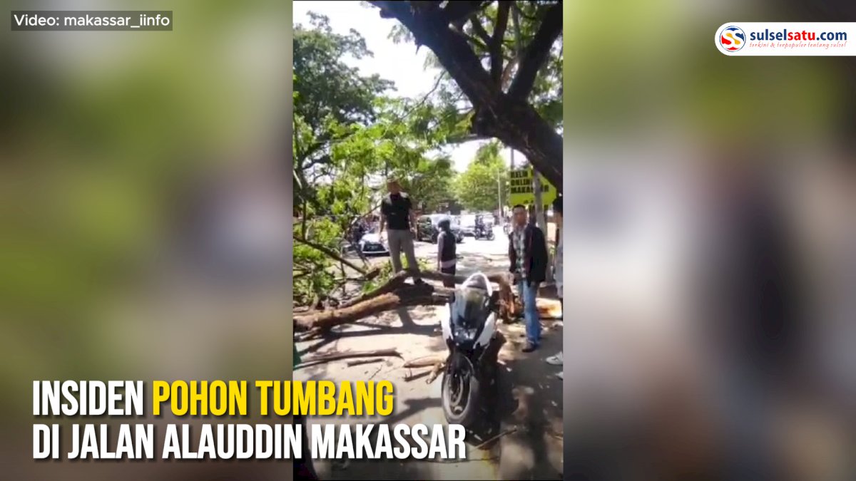 VIDEO: Insiden Pohon Tumbang di Jalan Alauddin Makassar