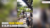 VIDEO: Insiden Pohon Tumbang di Jalan Alauddin Makassar