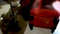 Anggota Damkar Makassar Tangkap Biawak yang Masuk ke Rumah Warga