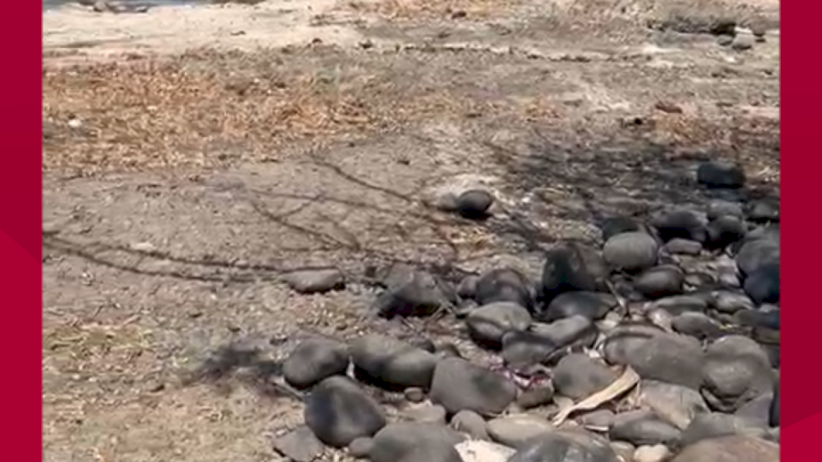 VIDEO: Penampakan Sungai Jenebarang Gowa Akibat Kemarau Panjang