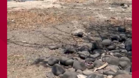 VIDEO: Penampakan Sungai Jenebarang Gowa Akibat Kemarau Panjang