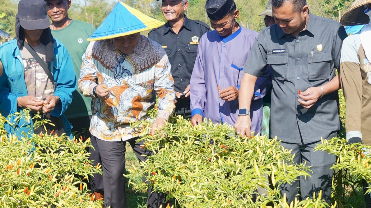 Bahtiar Panen Cabai Bareng Petani di Maros