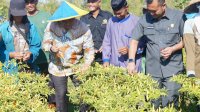 Bahtiar Panen Cabai Bareng Petani di Maros