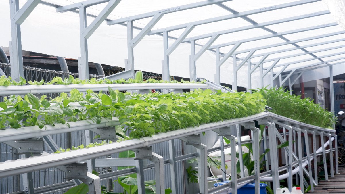 BRInita di Banjarmasin, Pemberdayaan Positif dan Menghasilkan dari Menanam di Lahan Sempit