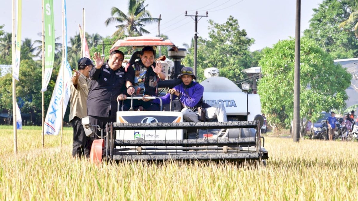 Bahtiar Panen Raya Padi Bersama Petani Maros di Tengah El Nino