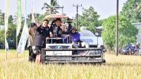 Bahtiar Panen Raya Padi Bersama Petani Maros di Tengah El Nino