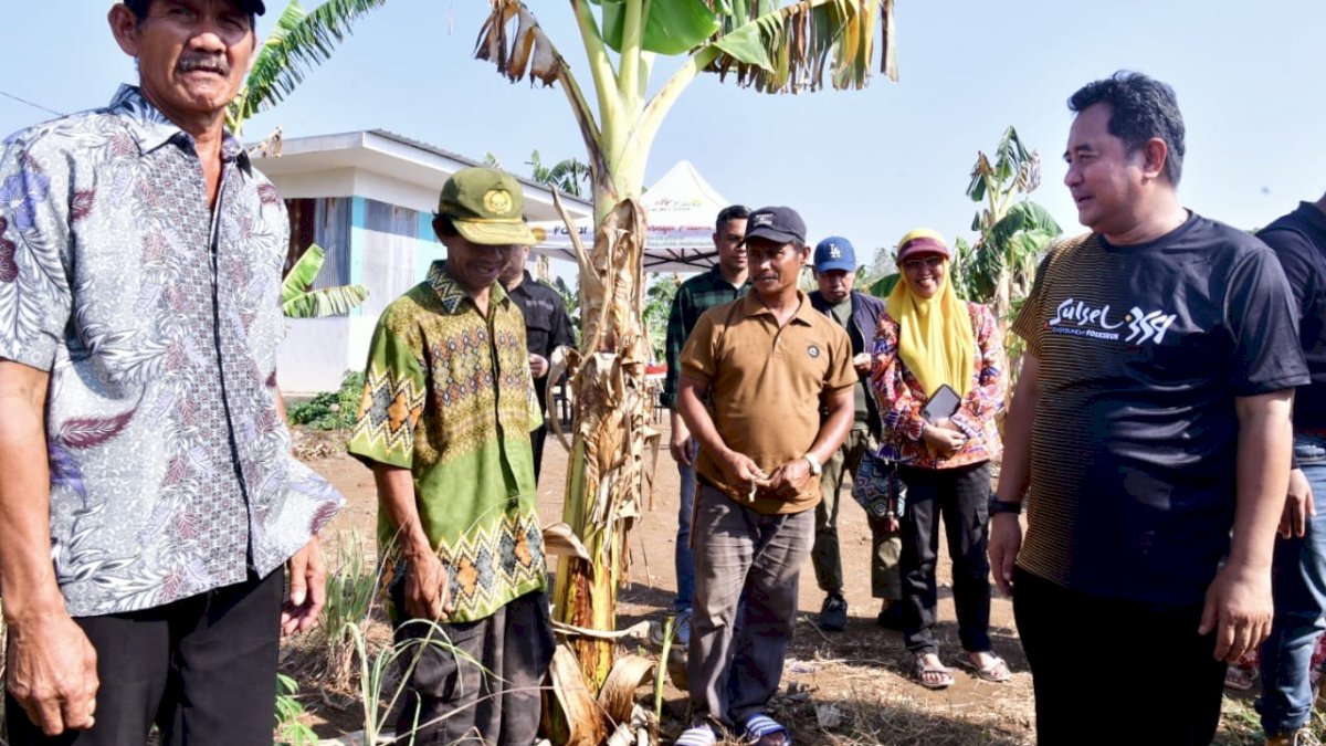 Gubernur Bahtiar Tinjau 23 Hektar Lahan Percontohan Budidaya Pisang dan Nanas di Pattallasang Gowa