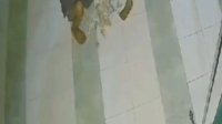 VIDEO: Terekam CCTV, Dua Pelaku Curi Kota Amal Masjid Muqarrabin Polewali Mandar