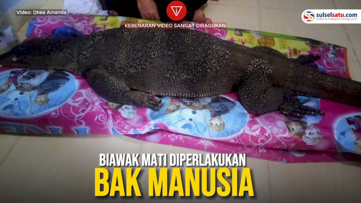 VIDEO: Biawak Mati Diperlakukan Bak Manusia, Warga: Kembaran Manusia