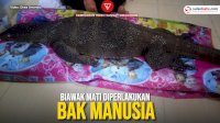 VIDEO: Biawak Mati Diperlakukan Bak Manusia, Warga: Kembaran Manusia
