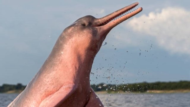 Lumba-lumba pink penghuni danau Amazon yang mati massal akibat cuaca panas eskstrem. Foto: Internet