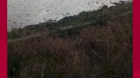 VIDEO: Petani di Sidrap Meninggal Dunia Tersambar Petir Saat Persiapan Musim Tanam