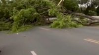 VIDEO: Pohon Tumbang di Jalan Poros Makassar-Maros