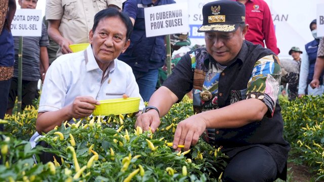 Ketua Fraksi PDIP DPRD Sulsel Andi Ansyari Mangkona panen cabai bersama Pj Gubernur Bahtiar di Wajo. Ist