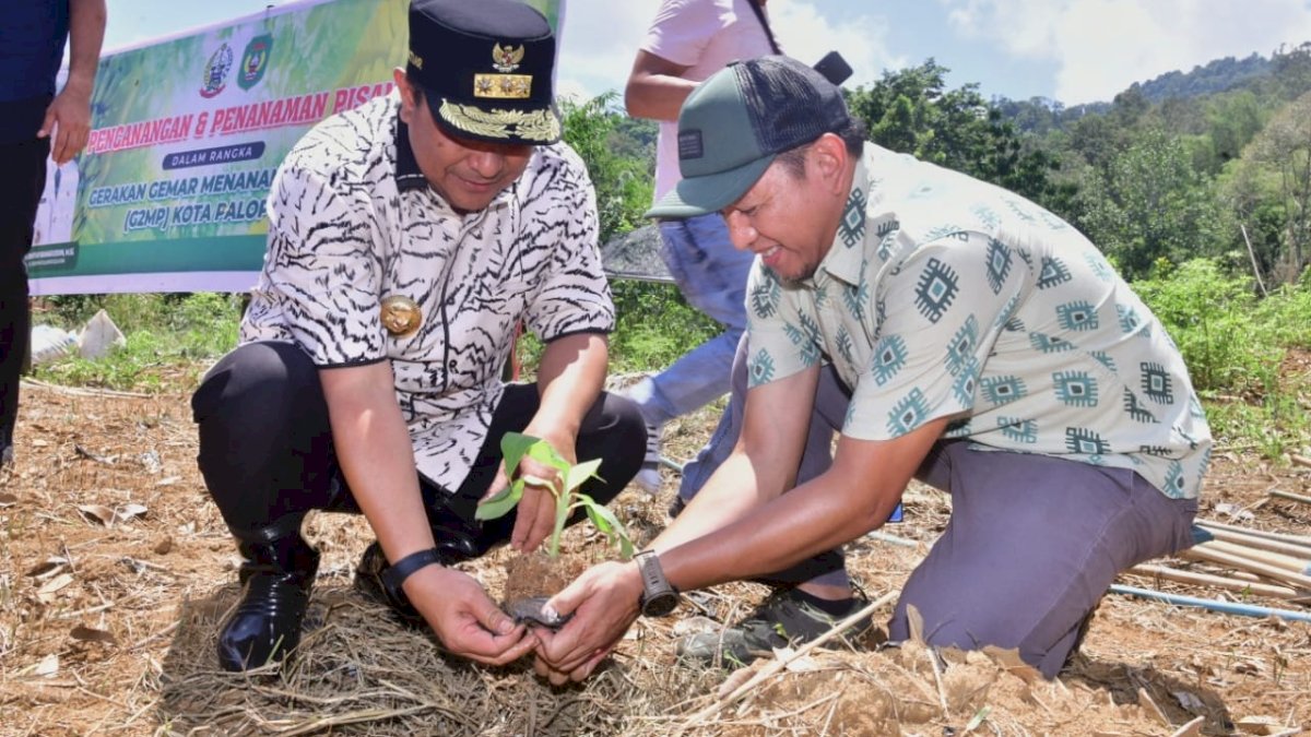 Pemkot Palopo Siapkan 48 Hektar Lahan untuk Budidaya Pisang