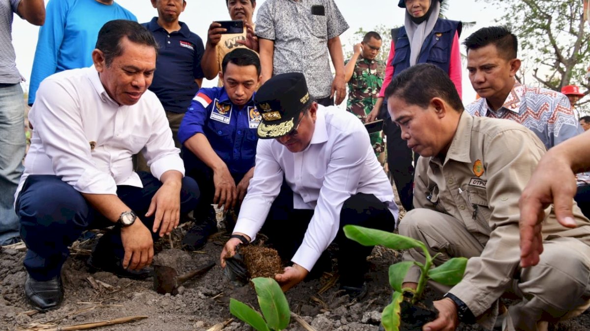 Pemkab Sidrap Siapkan 1.500 Hektar Lahan untuk Budidaya Pisang