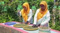 Berkat &ldquo;BRInita&rdquo;, Teh Herbal Jadi Produk Unggulan Poktan Bensor Semarang