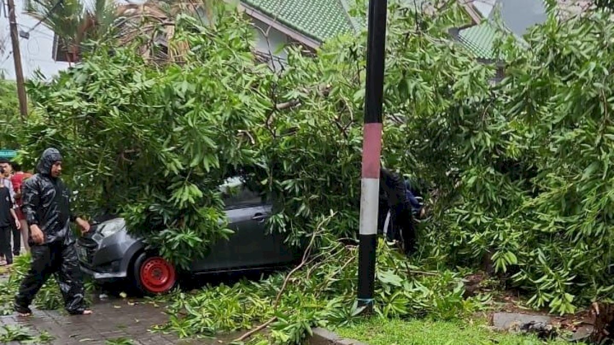 9 Pohon Tumbang di Makassar, Timpa 2 Mobil yang Terparkir