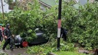 9 Pohon Tumbang di Makassar, Timpa 2 Mobil yang Terparkir