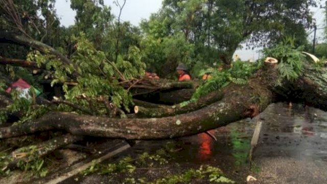 Damkar membersihkan pohon tumbang yang ada di jalan. Foto: Istimewa
